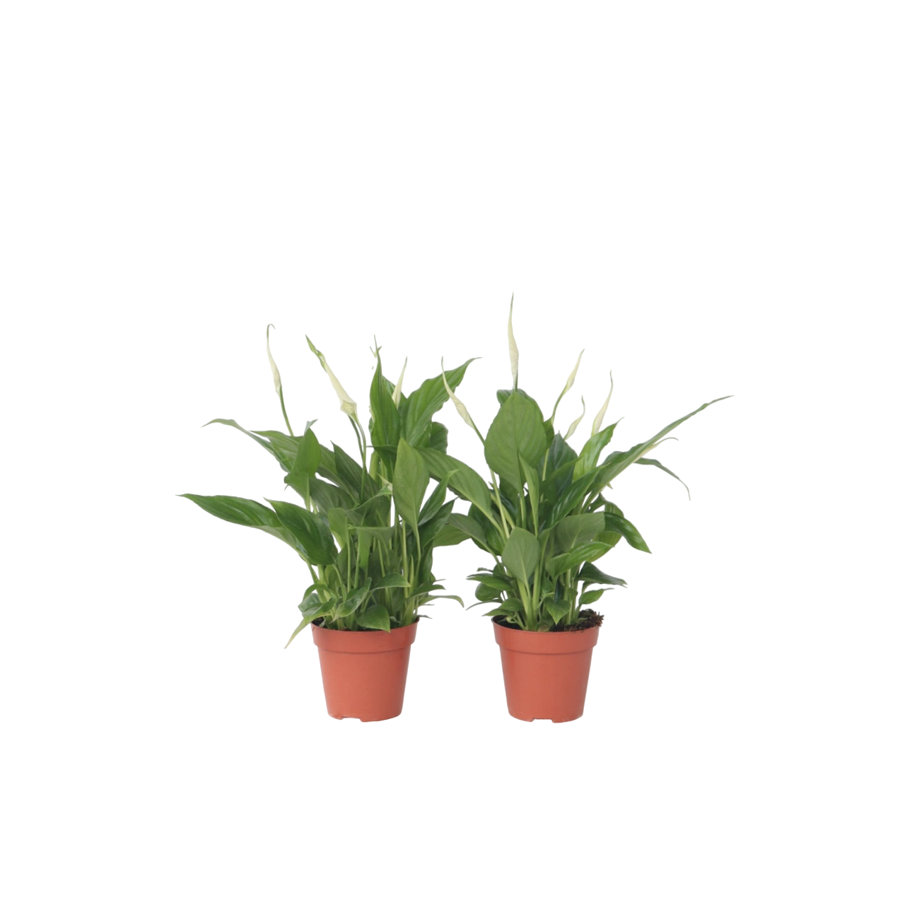 Plant In A Box - Fleur de lune - Set de 6 - Spathiphyllum 'Torelli' - Hauteur 30-45cm - ⌀12cm - Image 1