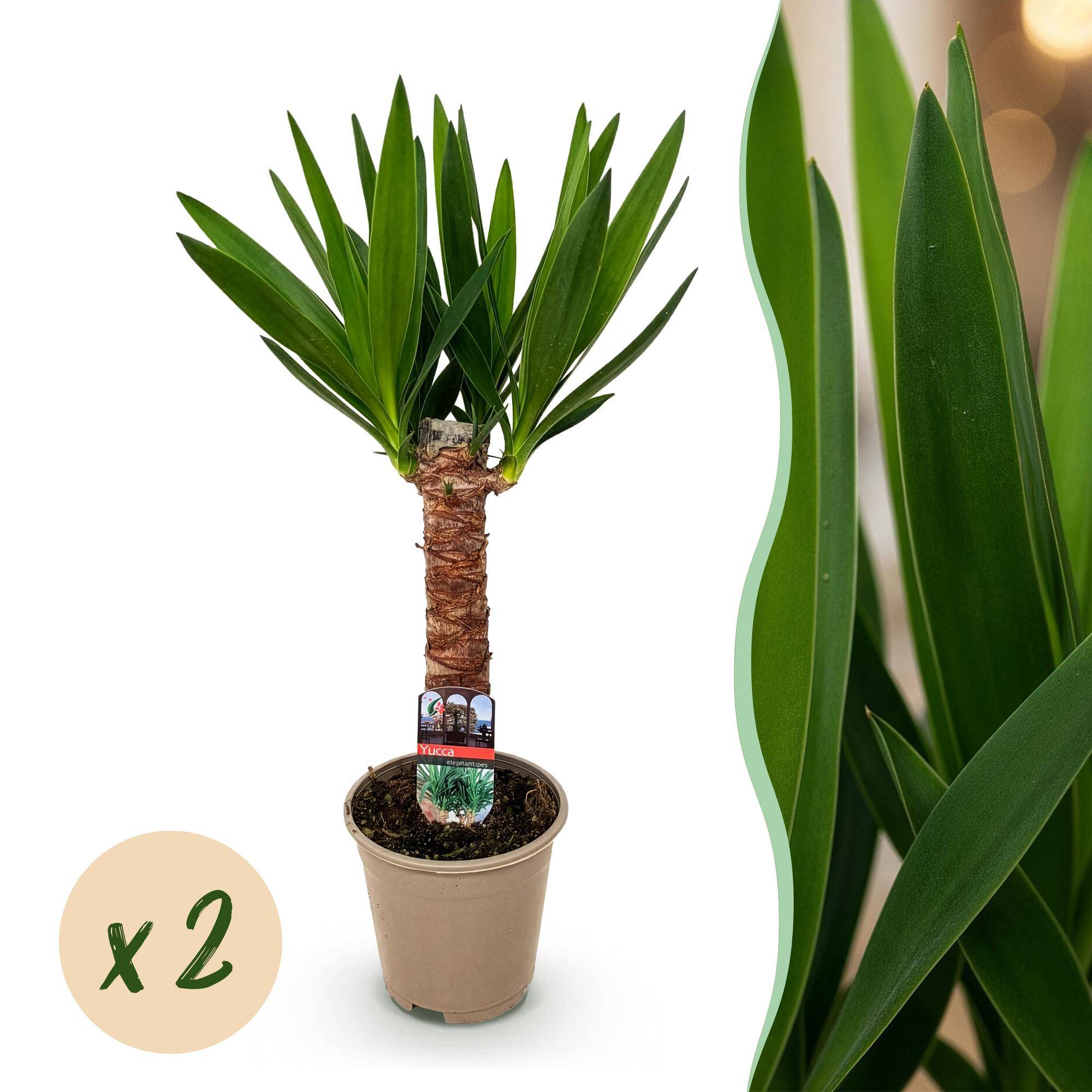 Yucca Elephantipes - Pot de 14cm - Hauteur 55cm - Plantes d'intérieur