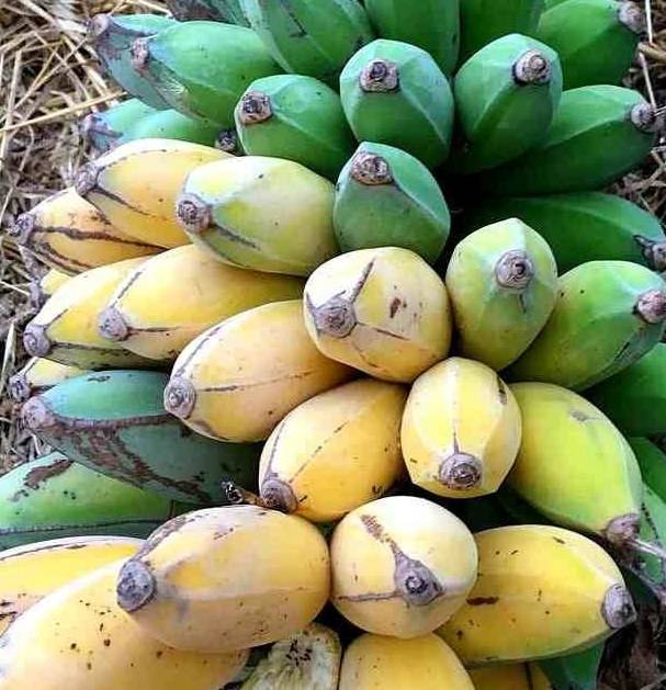 0 - Musa dajiao (banane comestible) Pot de 14 litres - 120/140 cm - Image 3