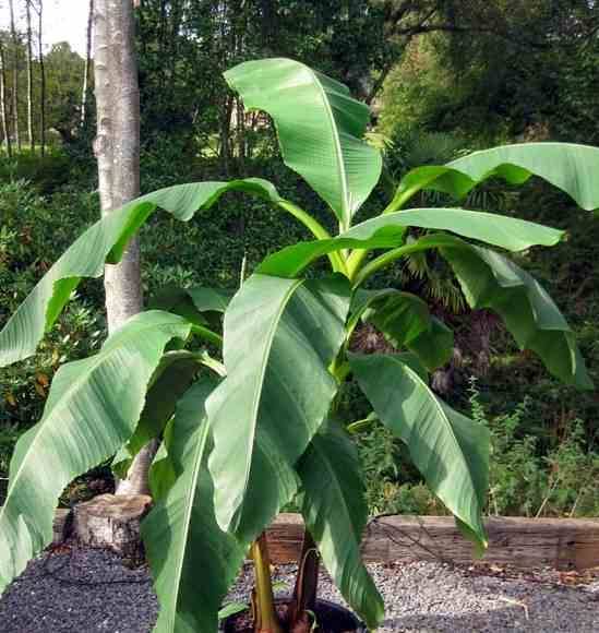 0 - Musa dajiao (banane comestible) Pot de 14 litres - 120/140 cm - Image 2