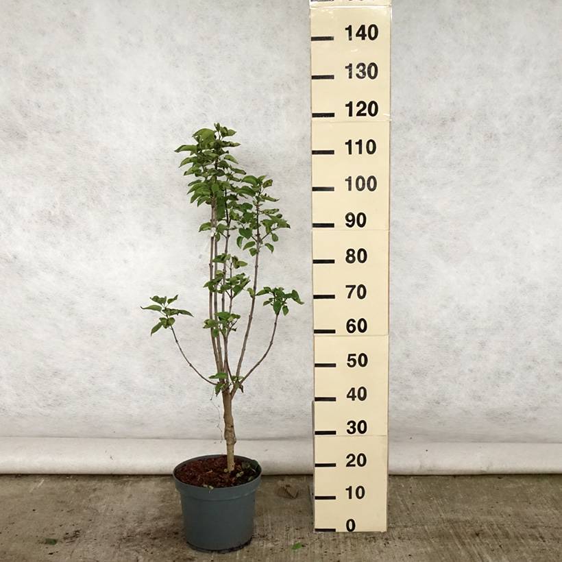 Lilas - Syringa vulgaris Souvenir de Louis Spaeth Pot de 7,5L/10L - Image 2