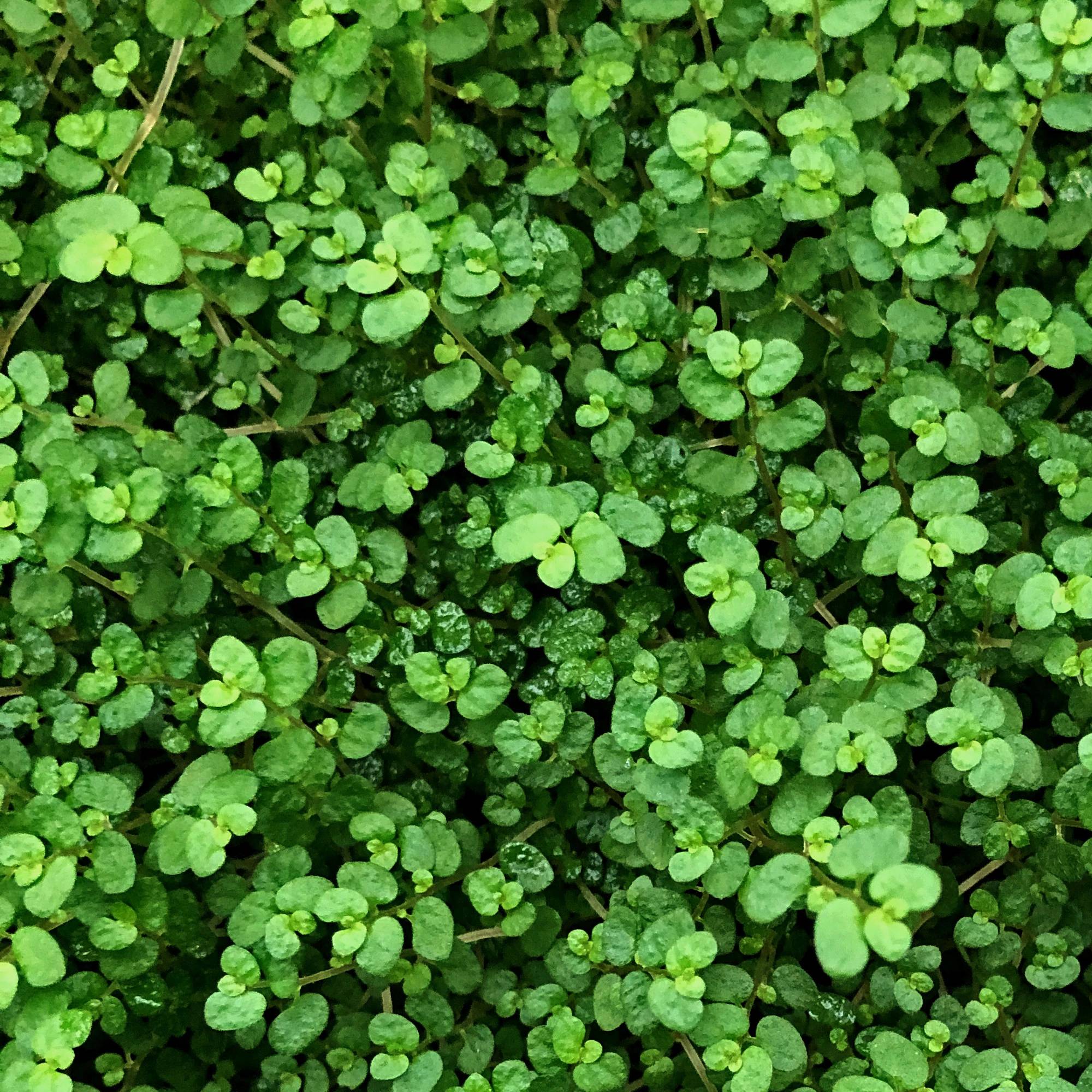 Gardenersdream - Soleirolia Soleirolii Helxine Vert | Hélixine Plante D'Intérieur  - GardenersDream - Imagen 3