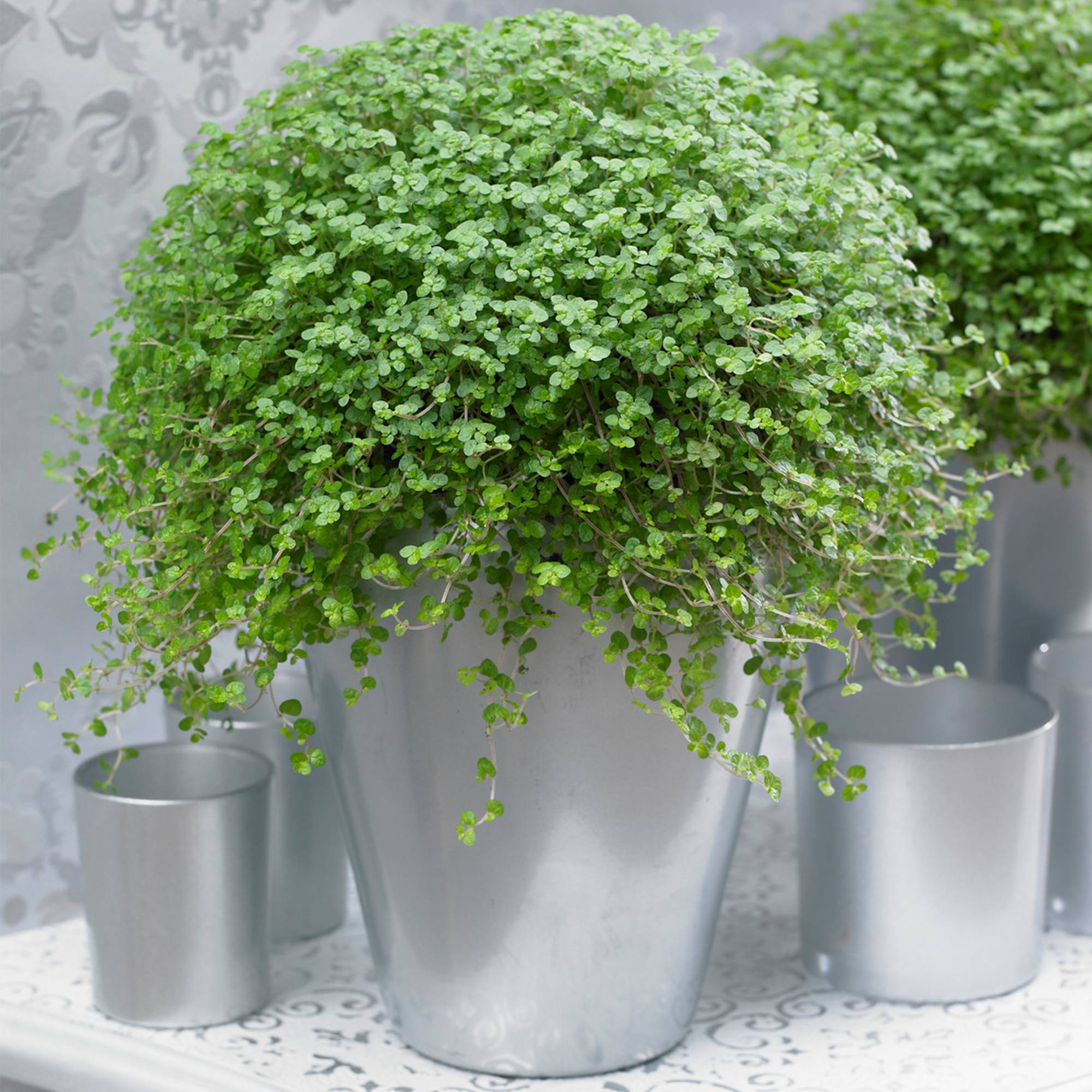 Gardenersdream - Soleirolia Soleirolii Helxine Vert | Hélixine Plante D'Intérieur  - GardenersDream - Imagen 1