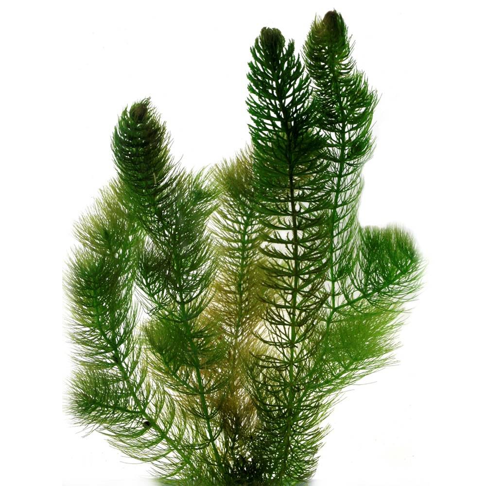 0 - Cornifle 2L - plante oxygénante flottante pour bassin - moins d'algues, rustique - Image 1