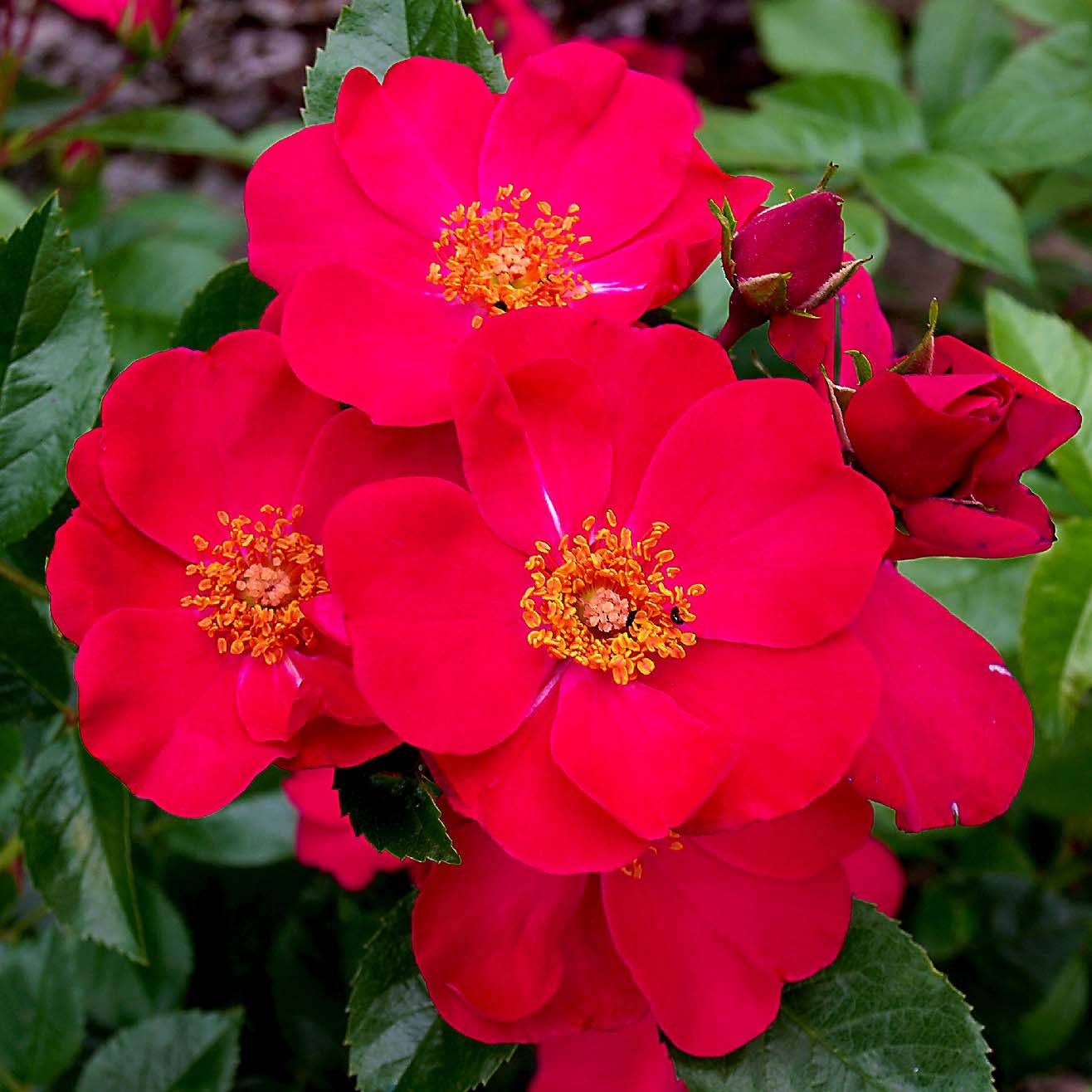 Rosier couvre-sol Pink Flash Pot de 4L/5L