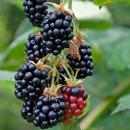 Promesse de Fleurs - Mûre sans épines Geante Des Jardins Pot de 2L/3L