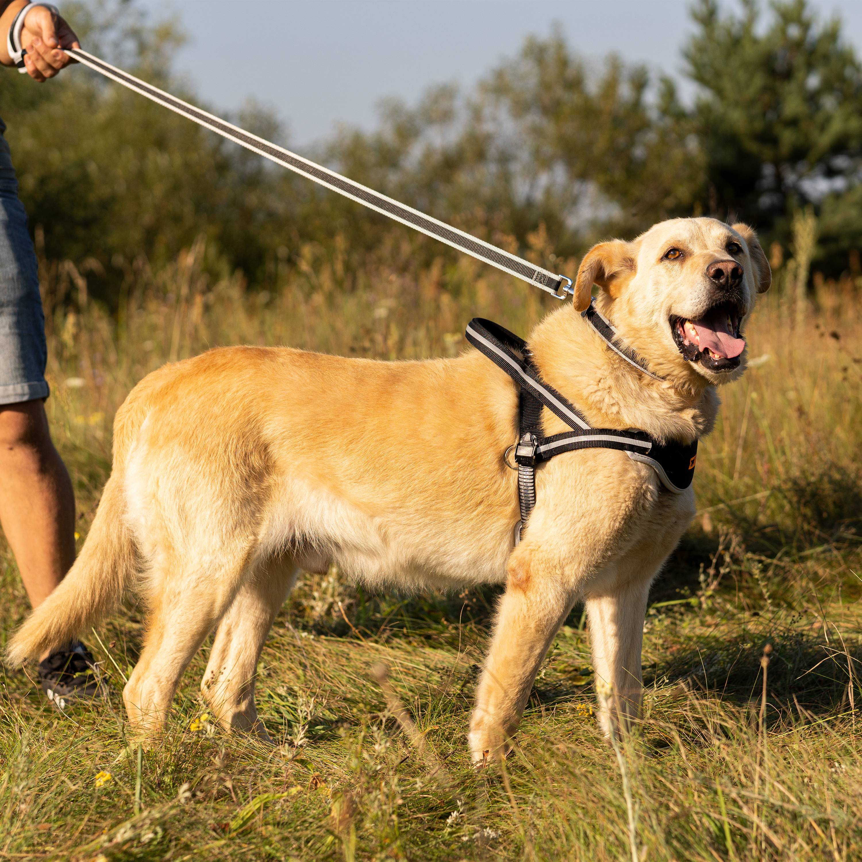 Ferplast - Ferplast Laisse pour chien en nylon ERGOCOMFORT G15/120, Poignée ergonomique, Rembourrage doux, Longueur 120 cm x 2,5 cm, Rouge - Imagen 3