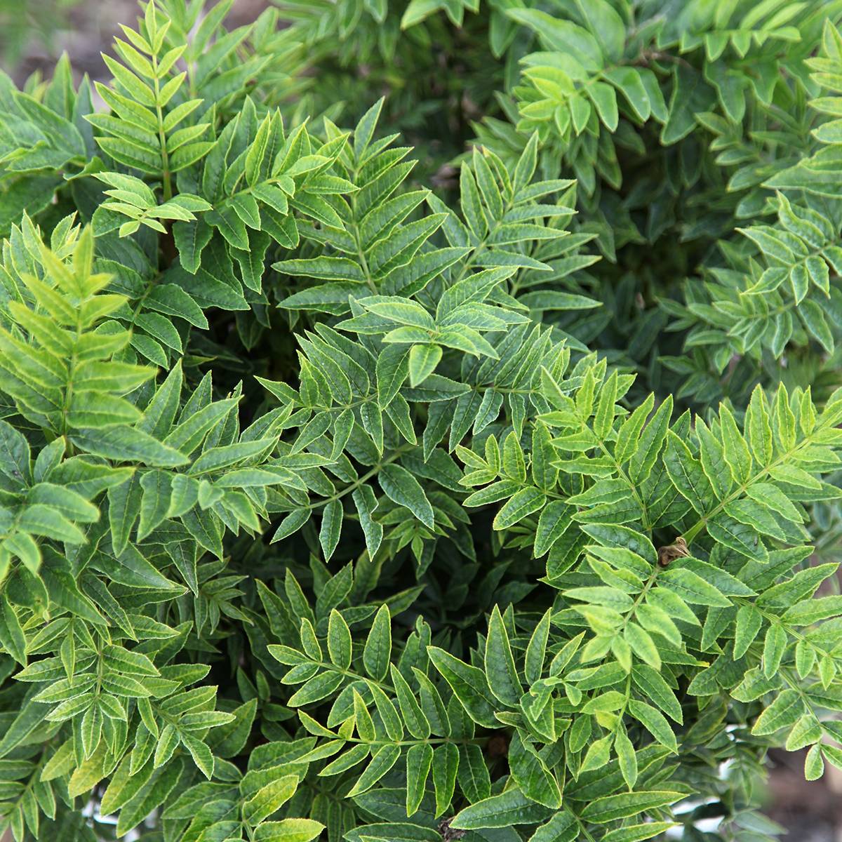 Frêne nain - Fraxinus excelsior Abiona Pot de 7,5L/10L, Tige