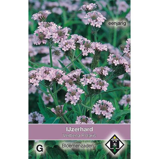 Graines de Verveine rugueuse Polaris - Verbena rigida le sachet de 20 graines environ