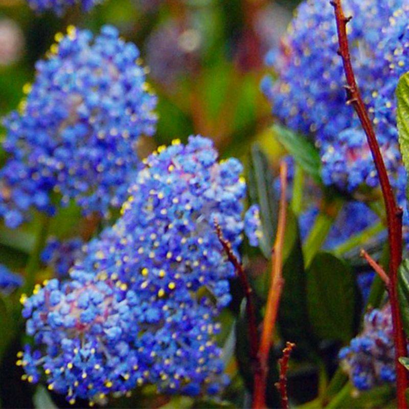 Céanothe rampant (Ceanothus thyrsiflorus 'Repens') - Godet - Taille 10/15cm - Pépinières Naudet