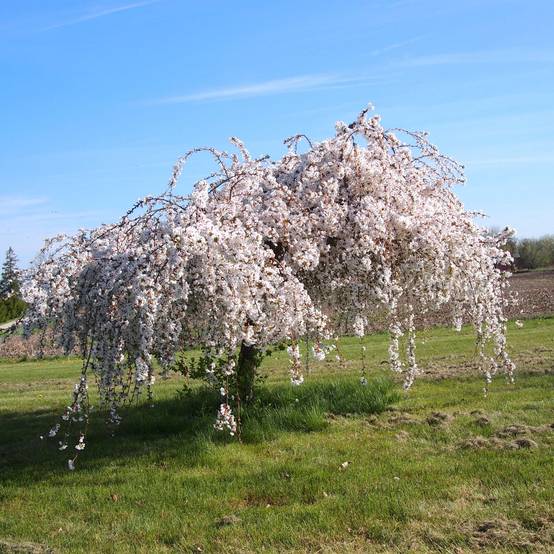 Cerisier à fleurs - Prunus Snow Fountains Pot de 7,5L/10L, Tige, Tige 40 cm