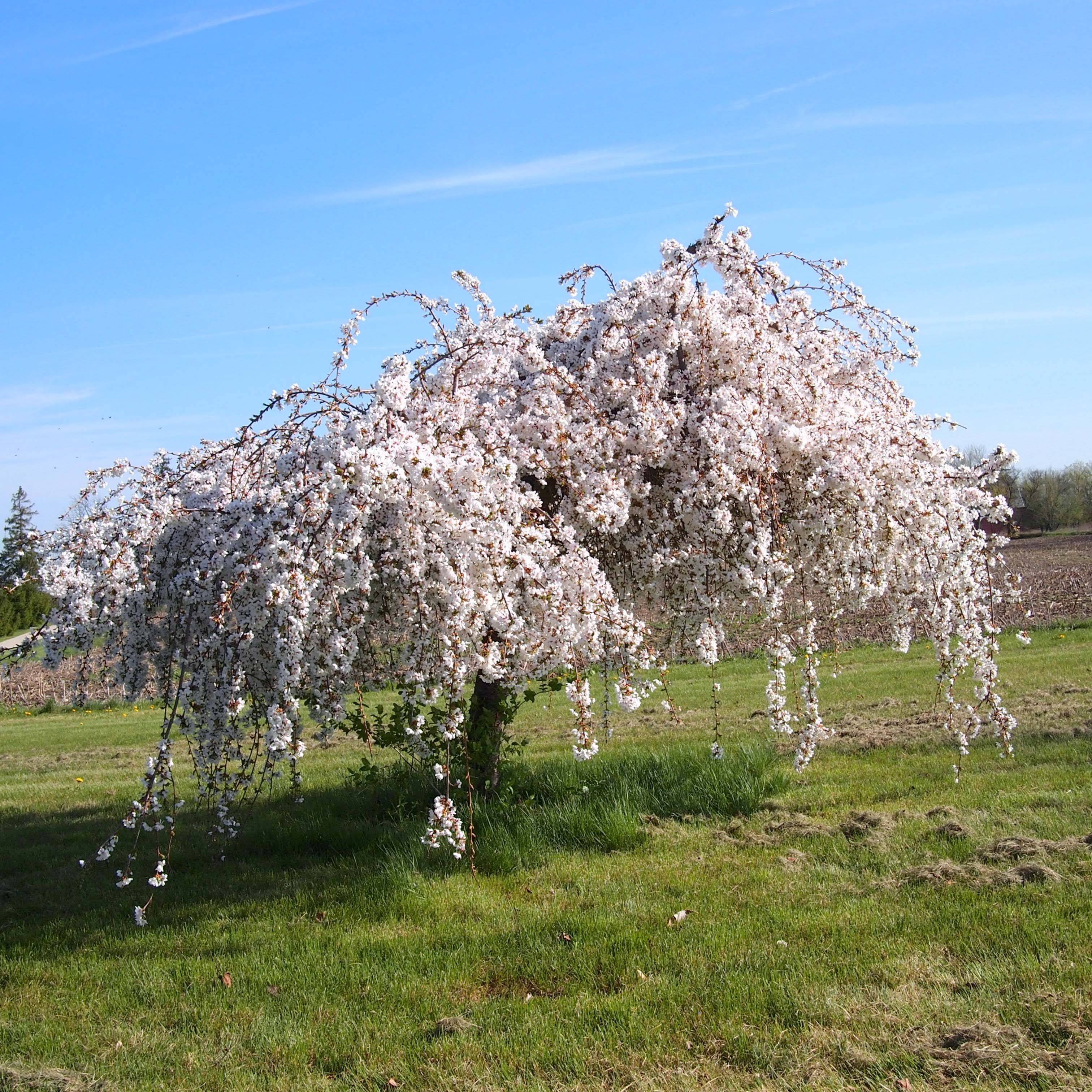 Cerisier à fleurs - Prunus Snow Fountains Pot de 7,5L/10L, Tige, Tige 40 cm