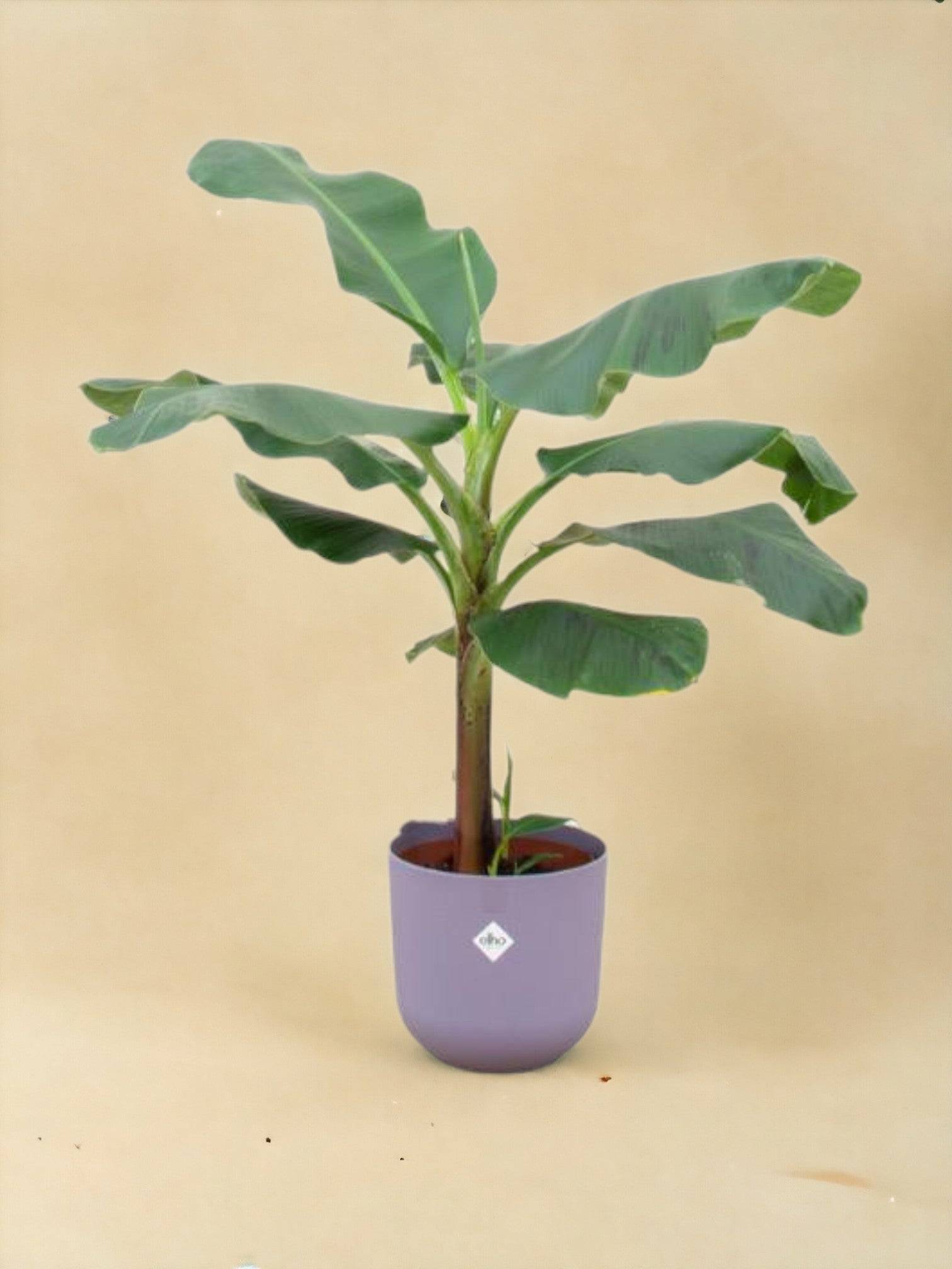 La Green Touch - Bananier Musa 120cm et son pot- La Green Touch Bleu 23cm - Hauteur 120cm