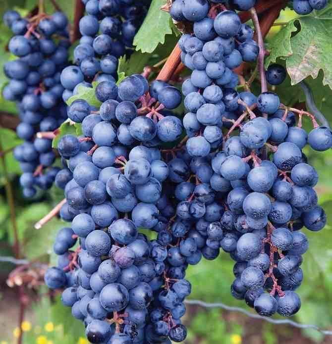 Vigne à raisin rouge (Vitis labrusca Spulga) Taille:Pot de 2 litres ...