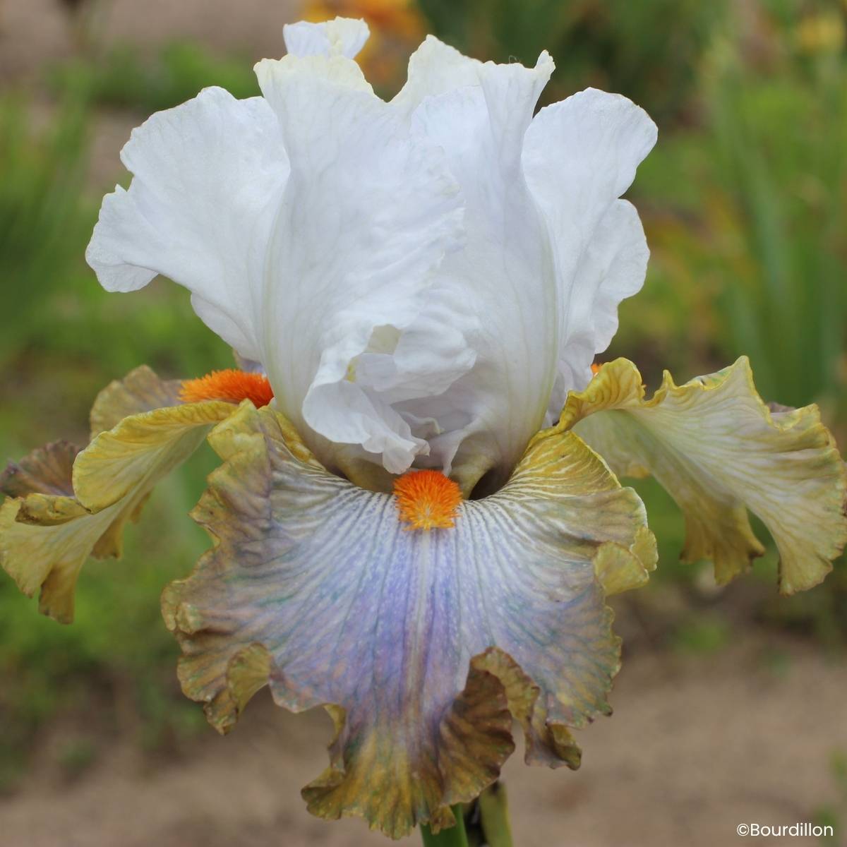 Promesse de Fleurs - Iris germanica Art Du Camouflage - Grand Iris des Jardins Rhizome