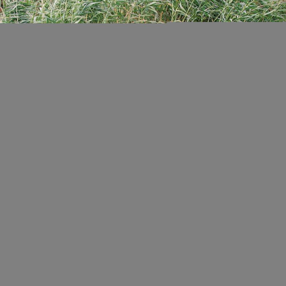 Niche classic Taille L 116 x 82 x 79 cm pour chien type Golden Retriever - Imagen 4