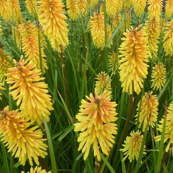 Kniphofia Wrexham Buttercup - Tritoma Wrexham Buttercup Godet de 8/9 cm