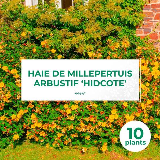 10 Millepertuis Arbustif 'Hidcote' (Hypericum 'Hidcote') - Haie Basse de Millepertuis Arbustif - - Pépinières Naudet - Image 1