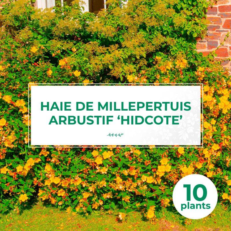 10 Millepertuis Arbustif 'Hidcote' (Hypericum 'Hidcote') - Haie Basse de Millepertuis Arbustif -  - Pépinières Naudet - Imagen 1