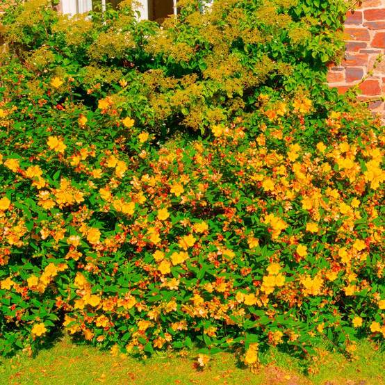 10 Millepertuis Arbustif 'Hidcote' (Hypericum 'Hidcote') - Haie Basse de Millepertuis Arbustif - - Pépinières Naudet - Image 2
