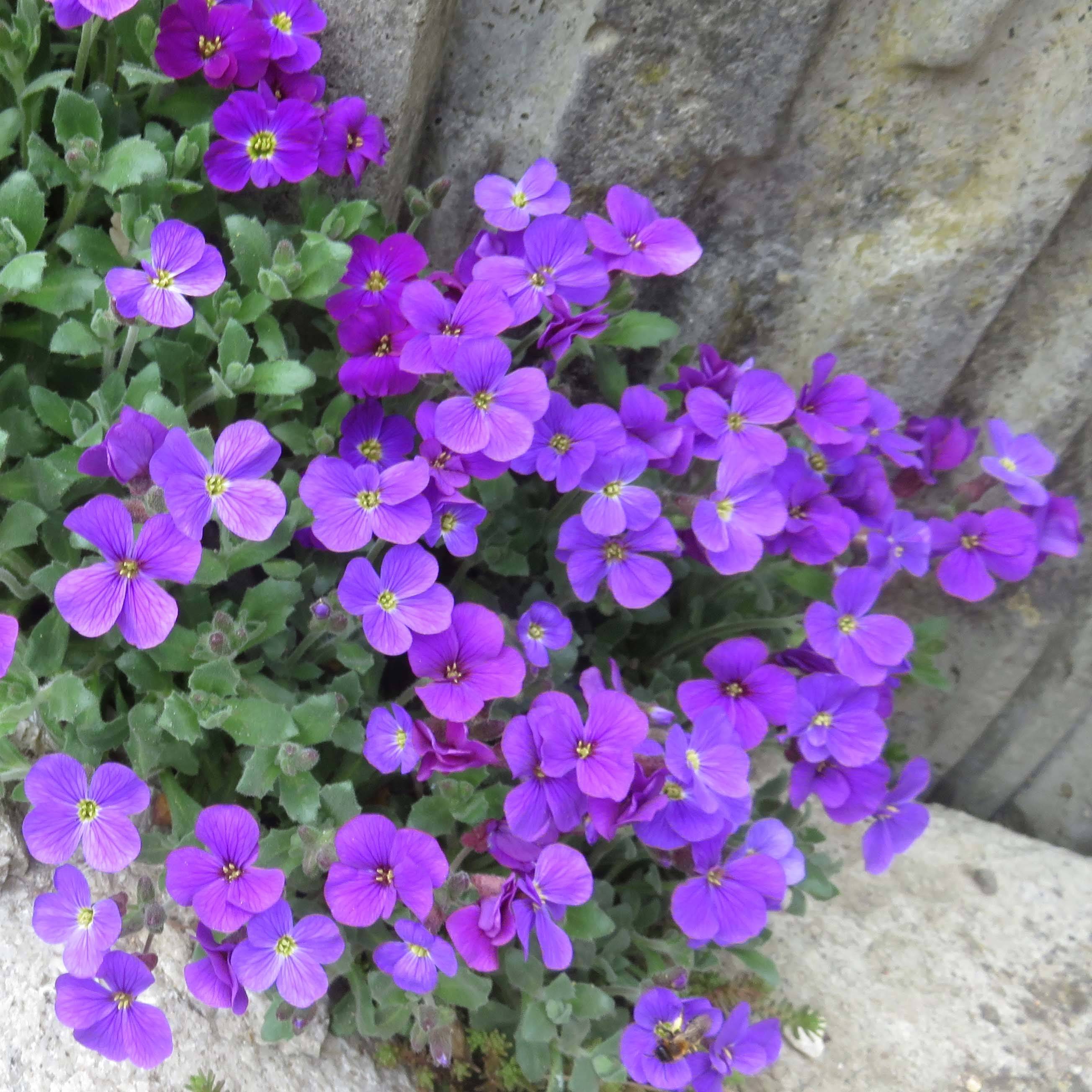 Promesse de Fleurs - Aubriète violette - Aubrieta Cascade Purple Pot de 2L/3L