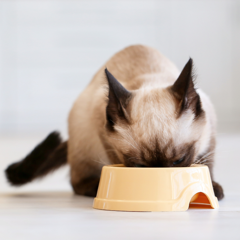 Nestor - Pâtées Sans Céréales Bio Truite & Dinde pour Chat - Imagen 2