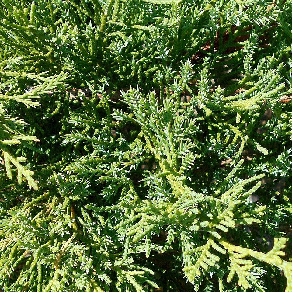 Promesse de Fleurs - Genévrier de Pfitzer Compact - Juniperus pfitzeriana Compacta Pot de 2L/3L - Image 1
