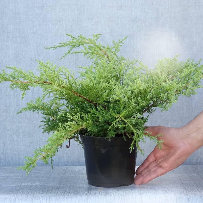 Promesse de Fleurs - Genévrier de Pfitzer Compact - Juniperus pfitzeriana Compacta Pot de 2L/3L - Image 2