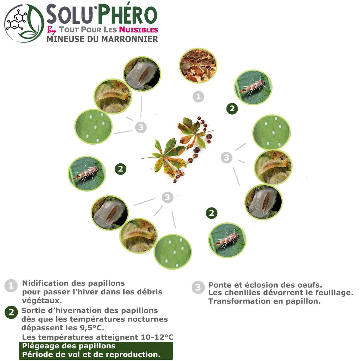 SOLUPHERO - Kit 1 Piège Funnel + 6 Phéromones Mineuse Marronnier Bio - Efficacité par Capsule de 4 à 6 Semaines - Phéromone de Contrôle - Imagen 2