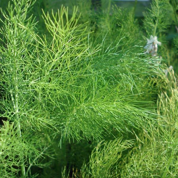 Fenouil - Foeniculum vulgare Godet de 7/8 cm