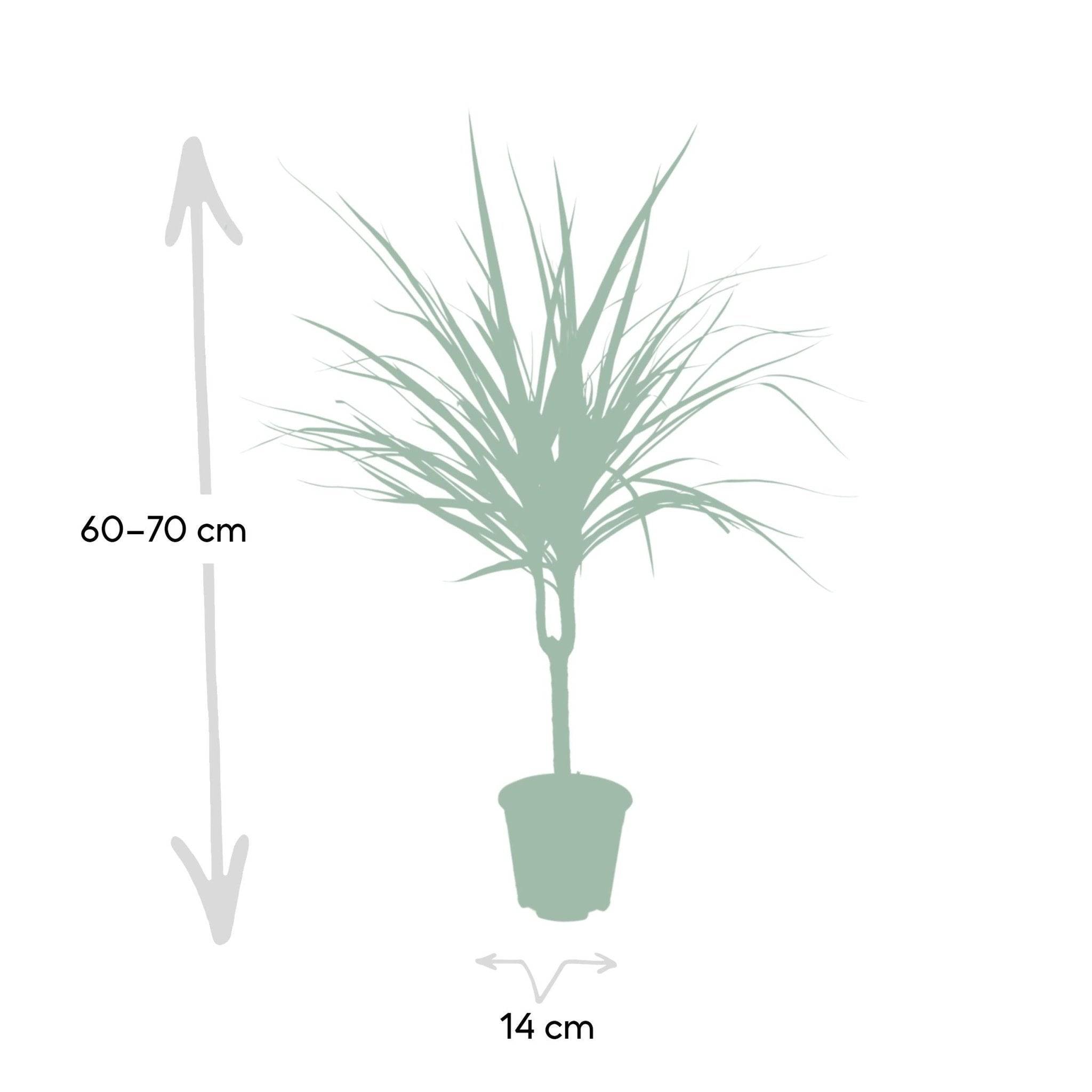 La Green Touch - Dracaena Marginata 70cm - Plante d'intérieur- La Green Touch - Imagen 5