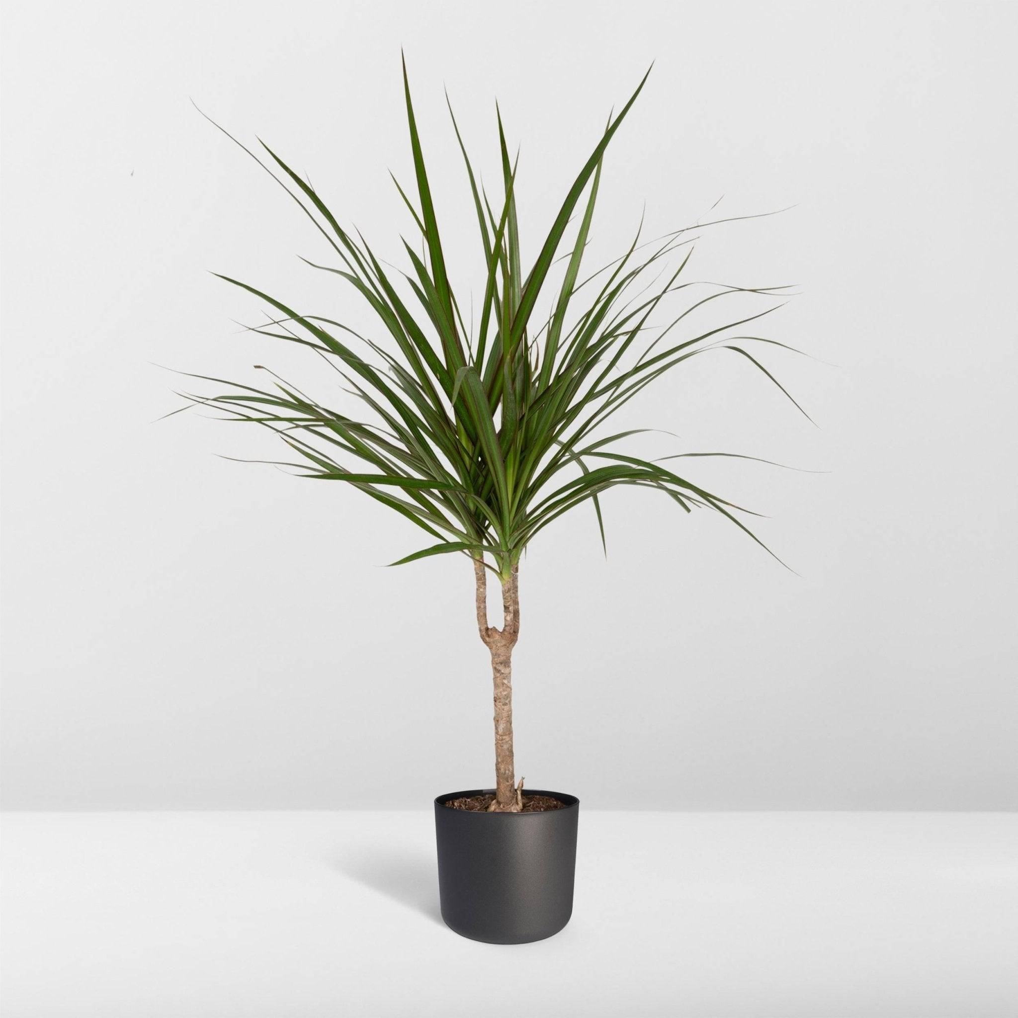 La Green Touch - Dracaena Marginata 70cm - Plante d'intérieur- La Green Touch - Imagen 8