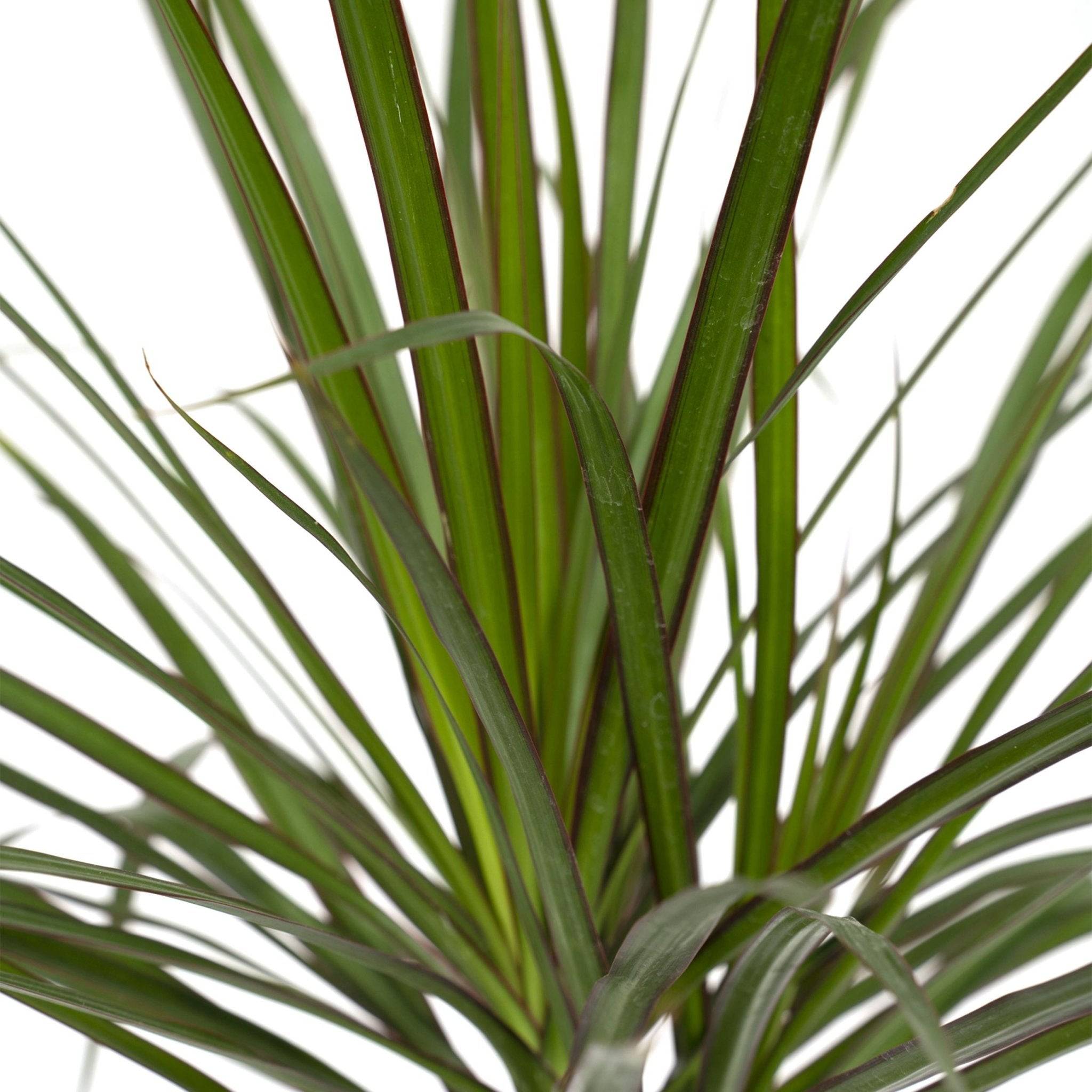 La Green Touch - Dracaena Marginata 70cm - Plante d'intérieur- La Green Touch - Imagen 4