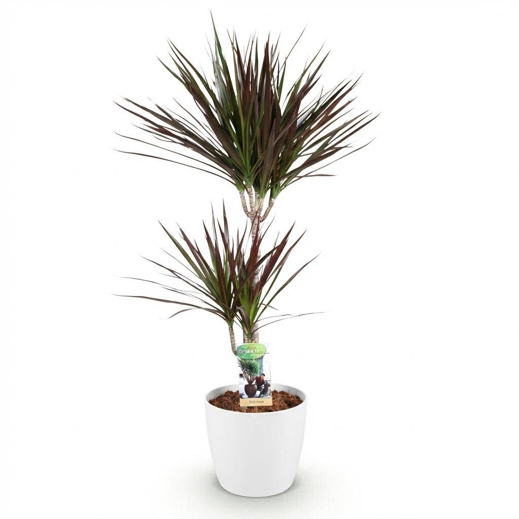 Dracaena Magenta - Pot de 21cm - Blanc - Plantes d'intérieur - Image 2