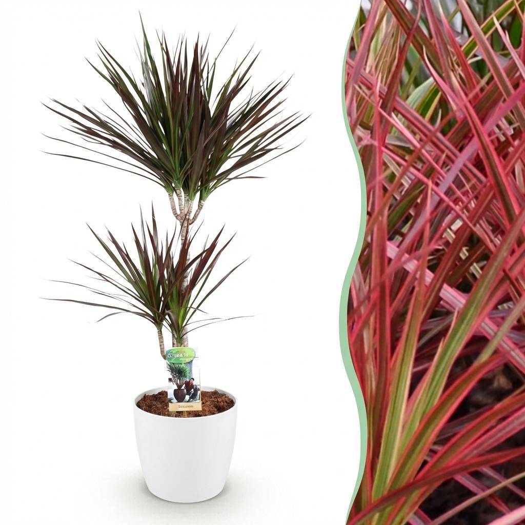 Dracaena Magenta - Pot de 21cm - Blanc - Plantes d'intérieur - Image 1