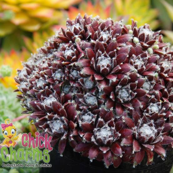 Sempervivum Chick Charms Cosmic Candy - Joubarbe bordeaux au cœur cotonneux Pot de 10 cm/11cm