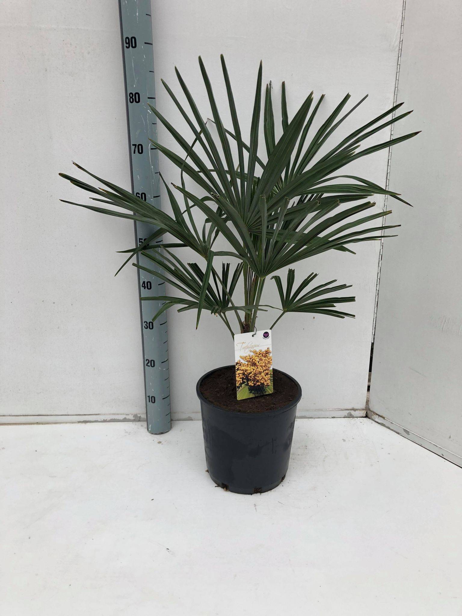 0 - Kit 3 trachycarpus fortunei pour création de bosquet