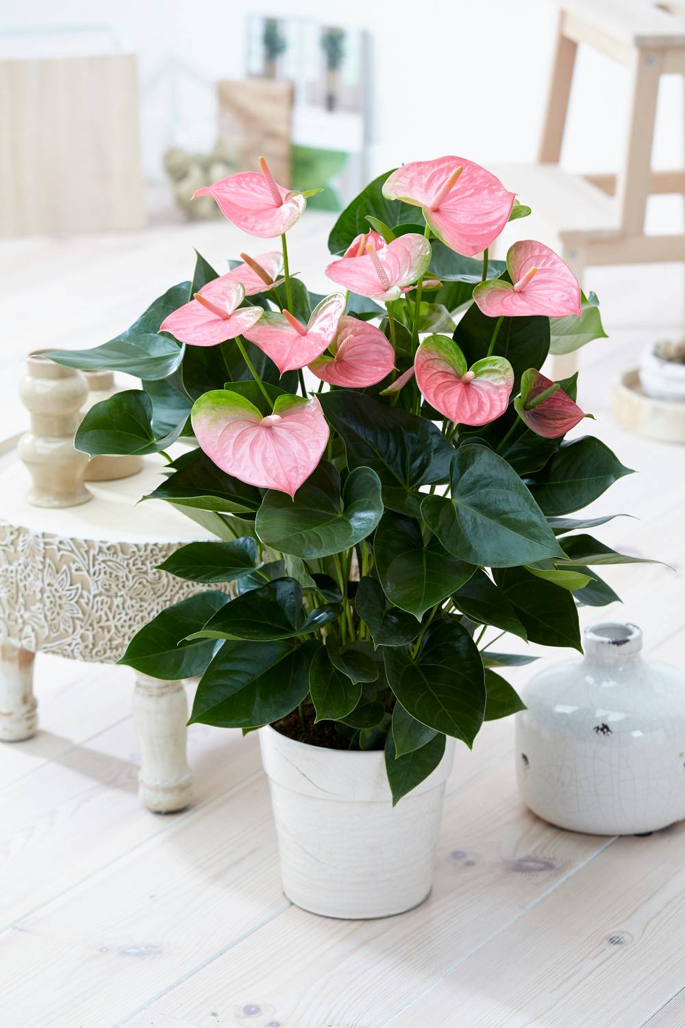 Gardenersdream - 1 Anthurium Fleur Flamant Rose Plante En Pot Céramique Pour La Maison / Le Bureau - GardenersDream - Imagen 1