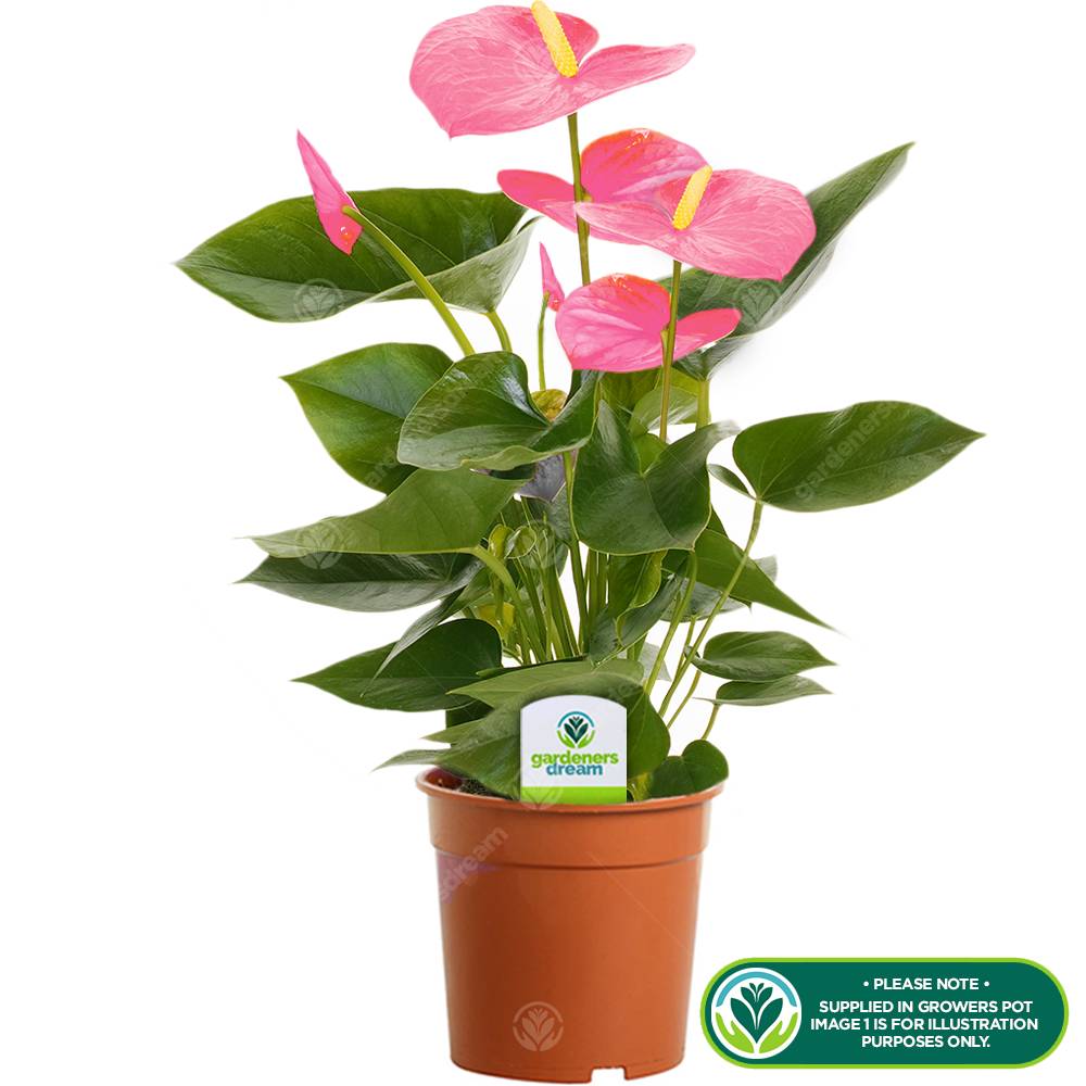 Gardenersdream - 1 Anthurium Fleur Flamant Rose Plante En Pot Céramique Pour La Maison / Le Bureau - GardenersDream - Imagen 2