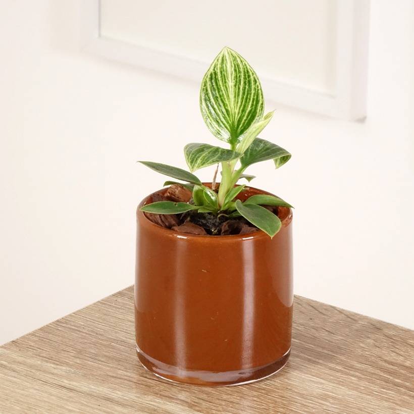 masa plant based MASA Bundles – MASA Chips
