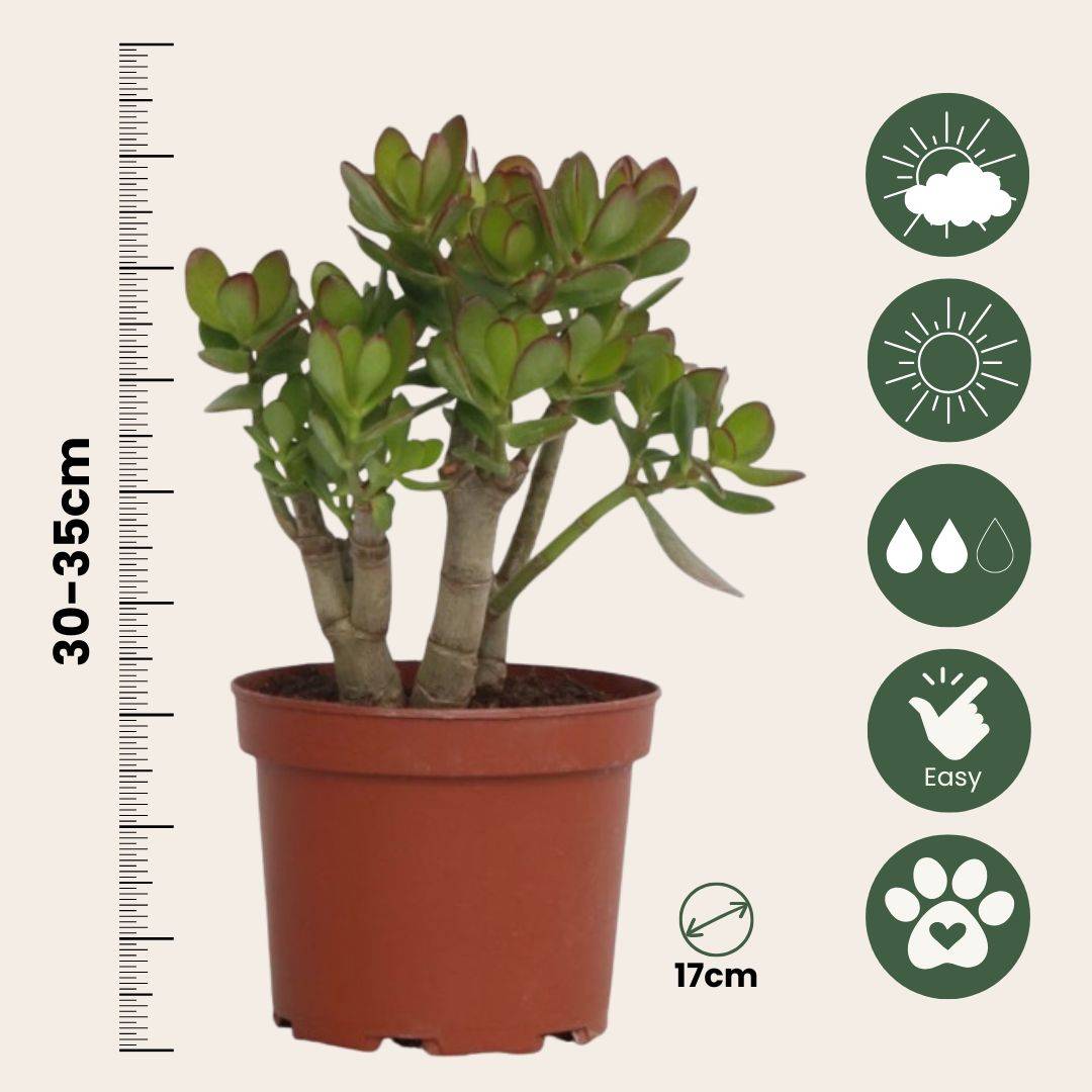 Plant In A Box - Arbre de jade - Crassula ovata 'Minor' - Hauteur 30-35cm - ⌀17cm - Image 6