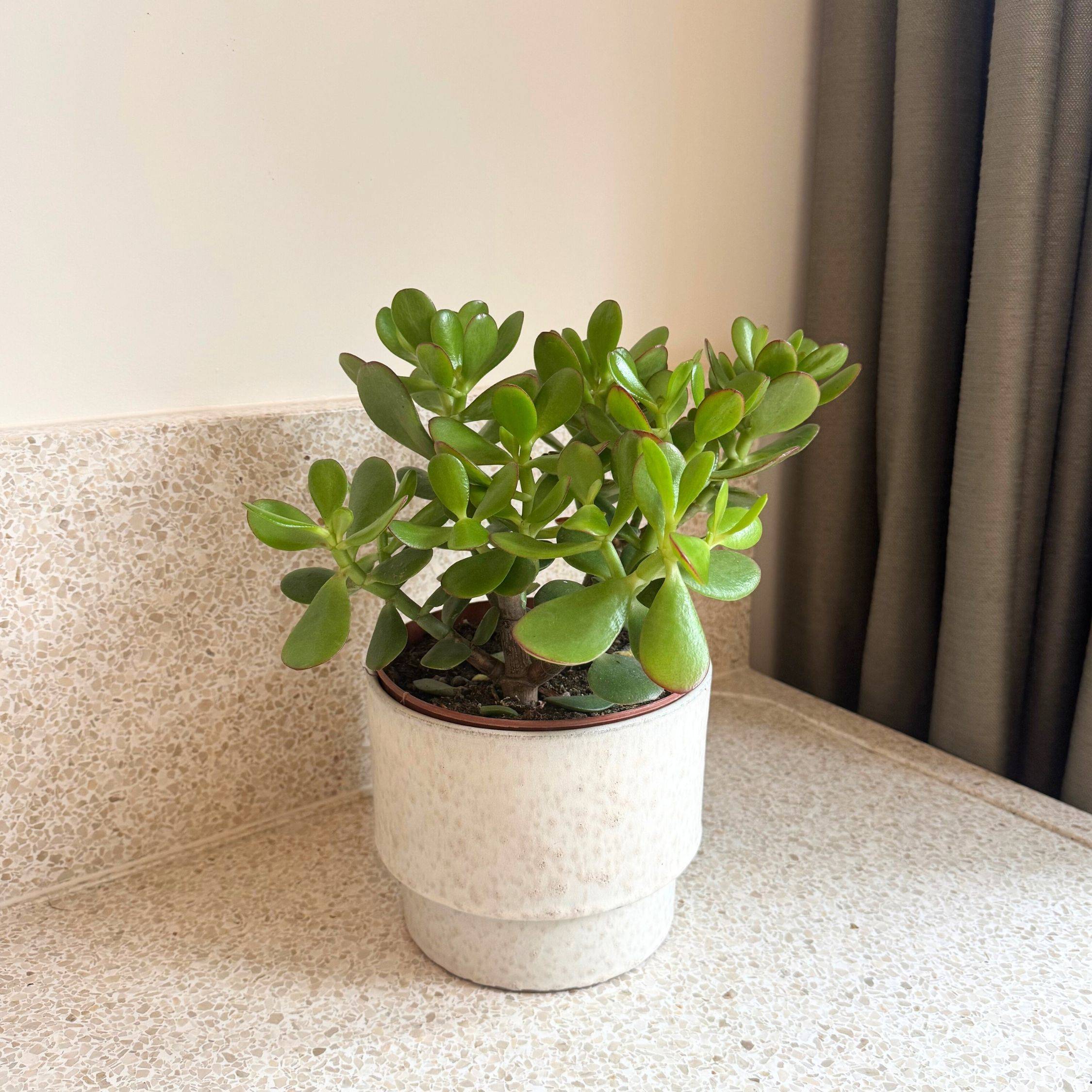 Plant In A Box - Arbre de jade - Crassula ovata 'Minor' - Hauteur 30-35cm - ⌀17cm - Image 2