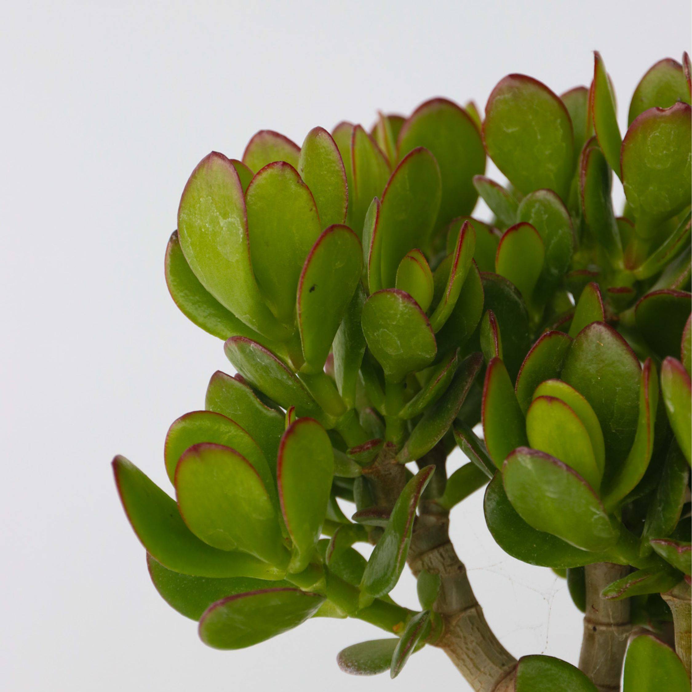 Plant In A Box - Arbre de jade - Crassula ovata 'Minor' - Hauteur 30-35cm - ⌀17cm - Image 5