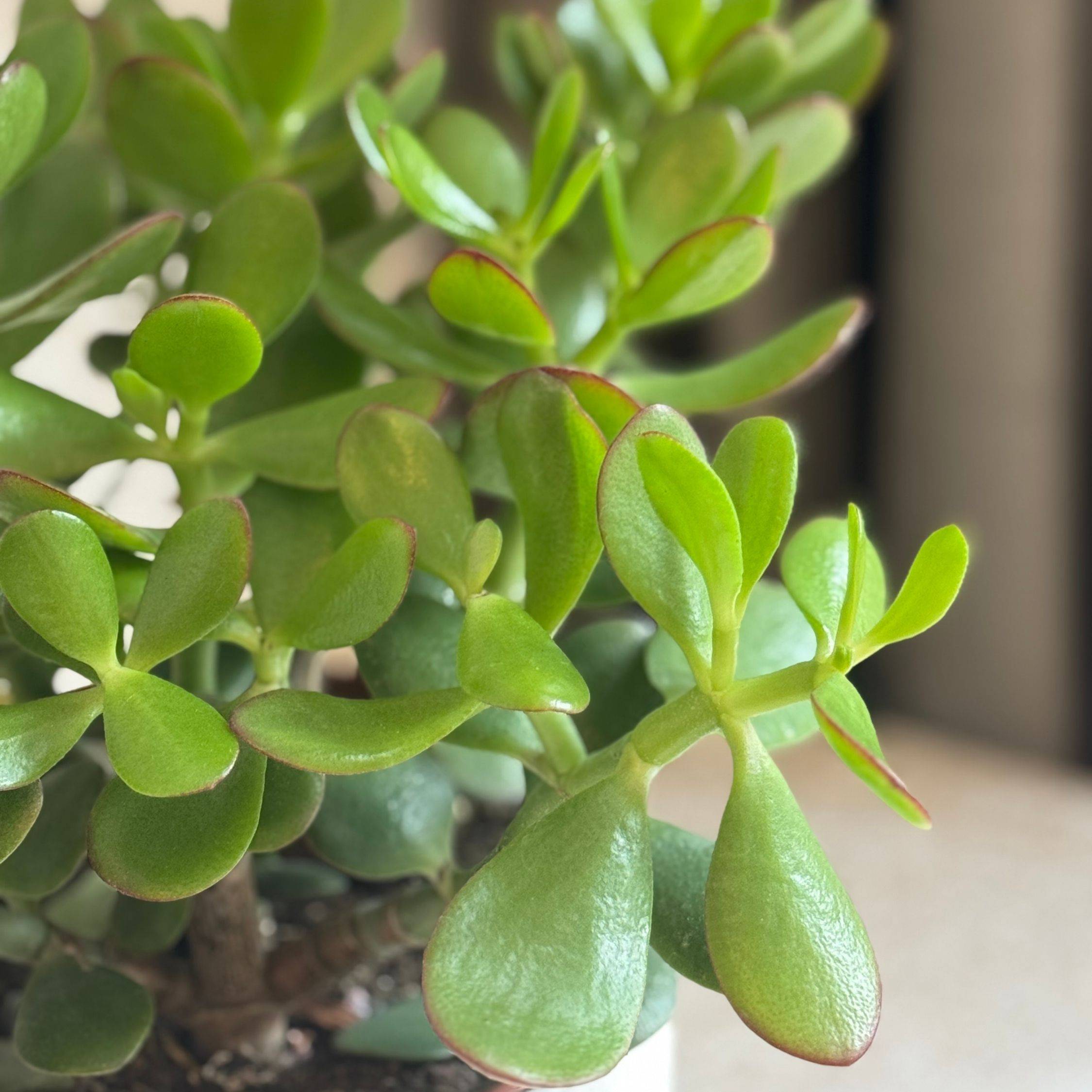 Plant In A Box - Arbre de jade - Crassula ovata 'Minor' - Hauteur 30-35cm - ⌀17cm - Image 4