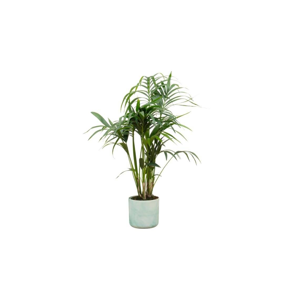 La Green Touch - Palmier Kentia 130cm et son pot- La Green Touch Vert Océan - Hauteur 130cm