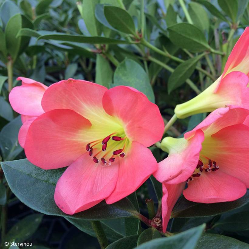 Rhododendron vireya Oogappel Pot de 3L/4L