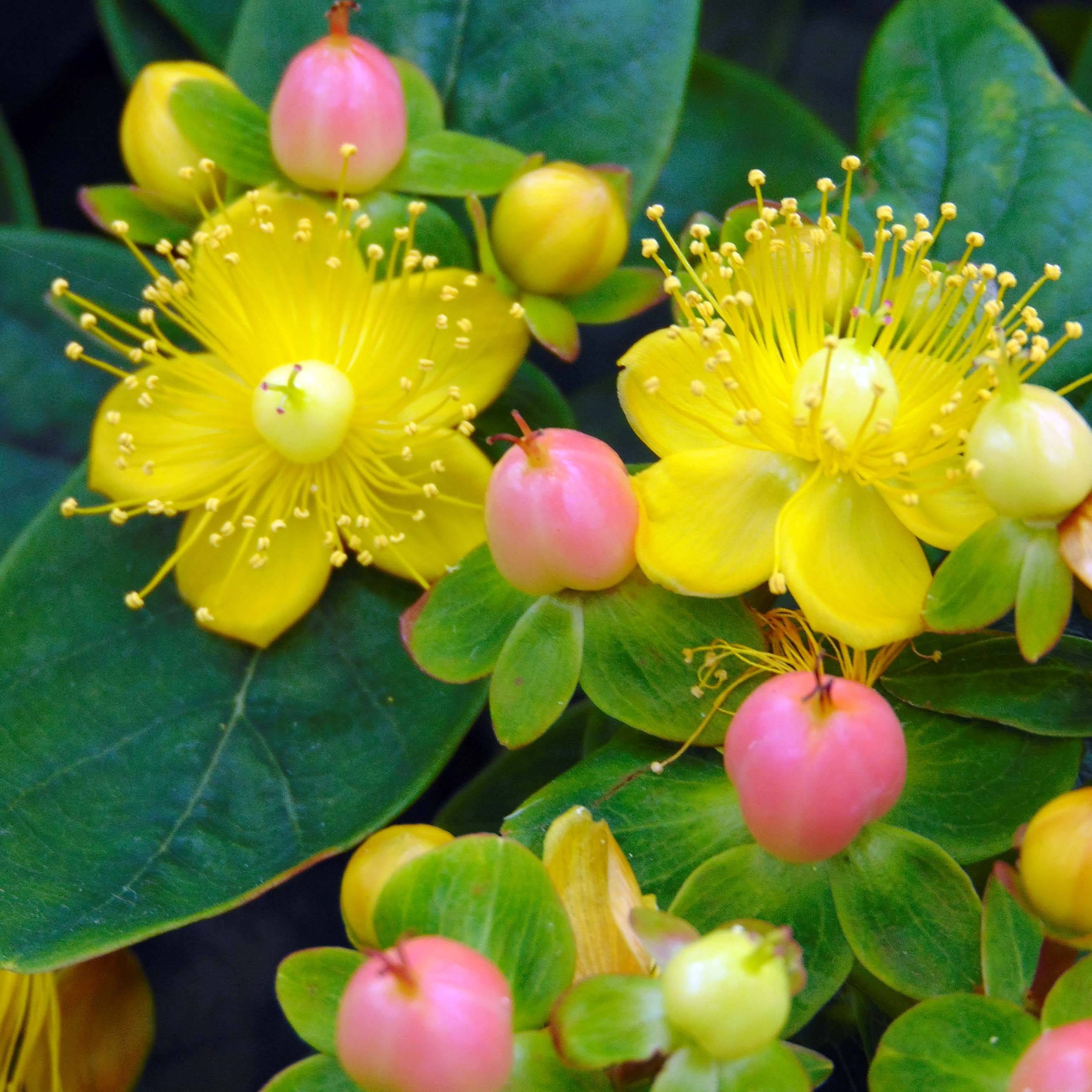 Hypericum inodorum Magical Beauty - Millepertuis Pot de 3L/4L