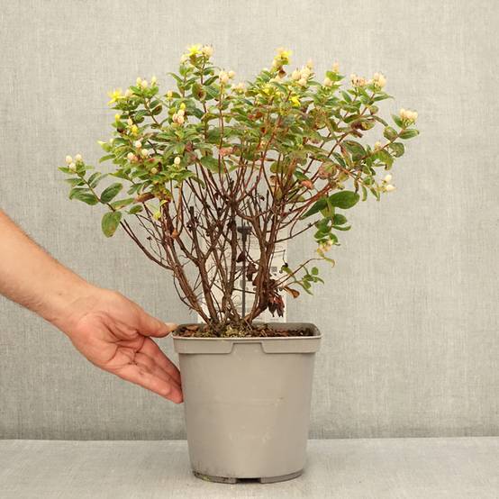 Hypericum inodorum Magical Beauty - Millepertuis Pot de 3L/4L - Image 2