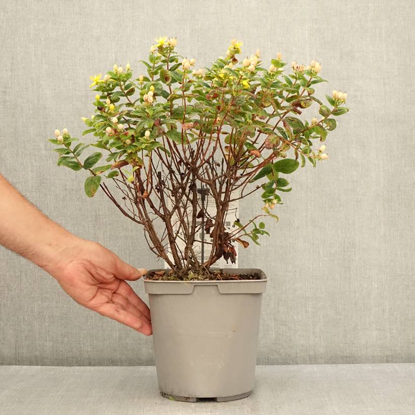 Hypericum inodorum Magical Beauty - Millepertuis Pot de 3L/4L - Image 2