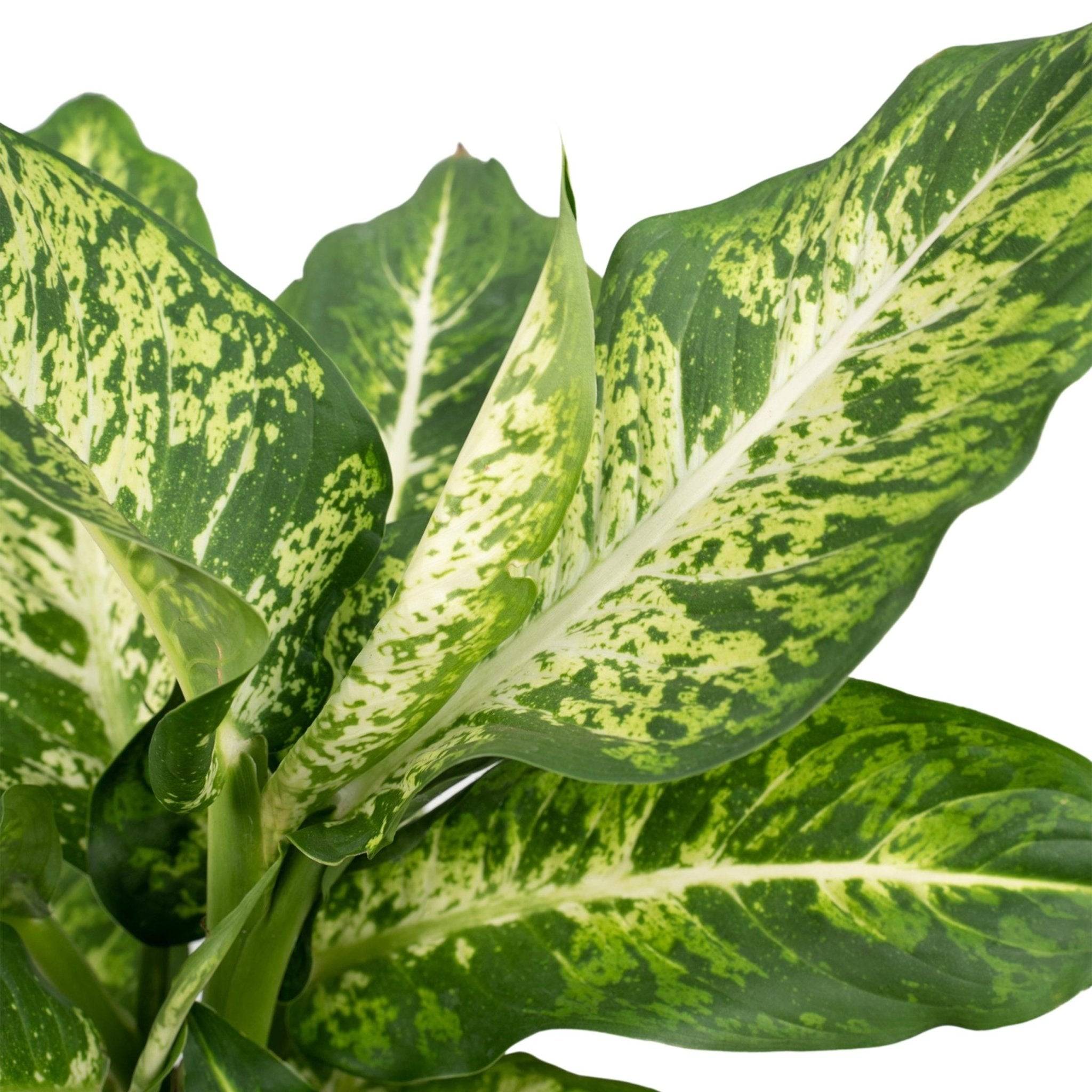 La Green Touch - Dieffenbachia Mars - D17 H50cm - Image 3